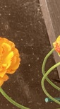 view-images