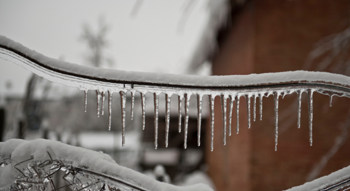 Tree branch with icicles 