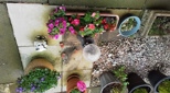 view-images